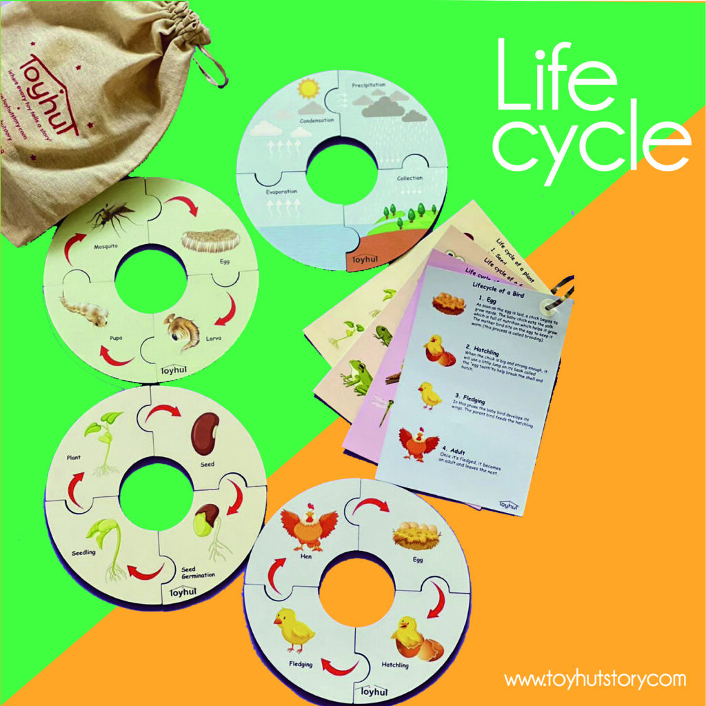 life-cycle-little-story